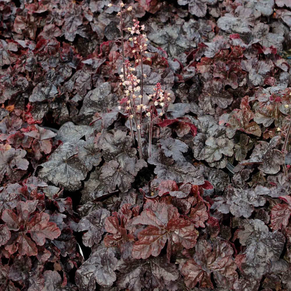 HEUCHERELLA ONYX