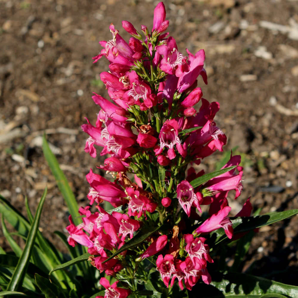 PENSTEMON ROCK CANDY RUBY