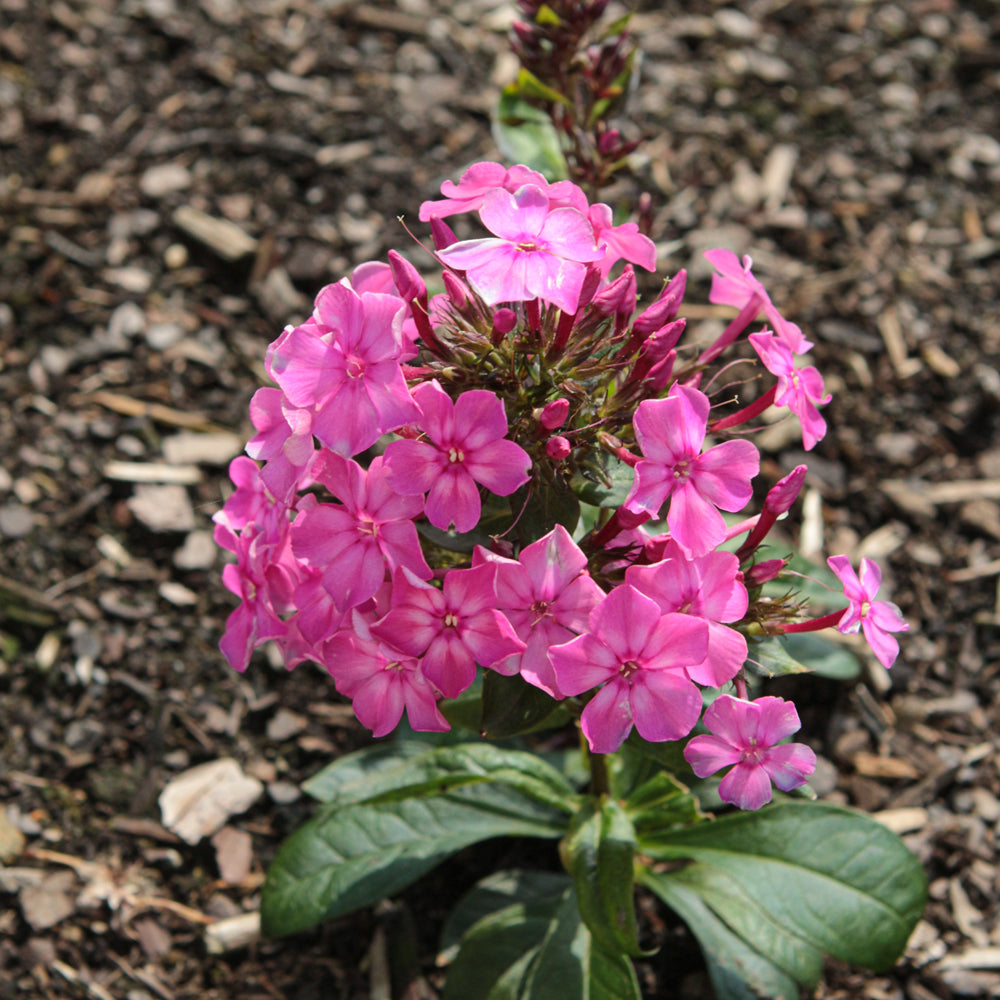 PHLOX LUMINARY PINK LIGHTNING