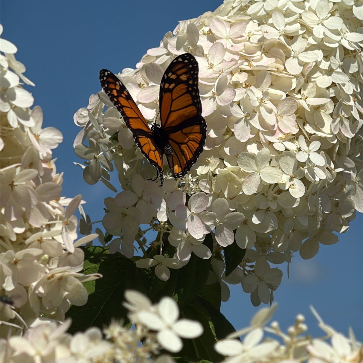 BOUGIE MAGIQUE HYDRANGEA