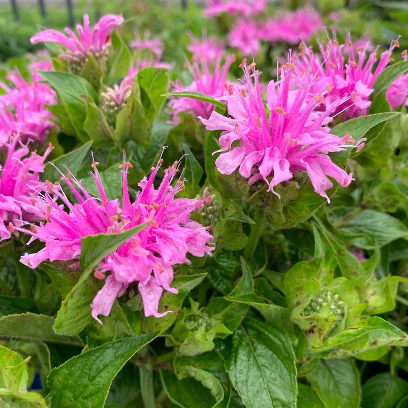 MONARDA BEE MINE LAVENDER