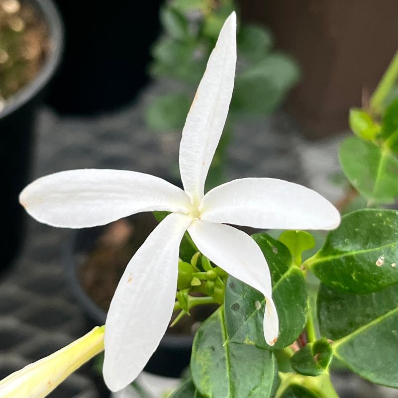 PLUM NATAL