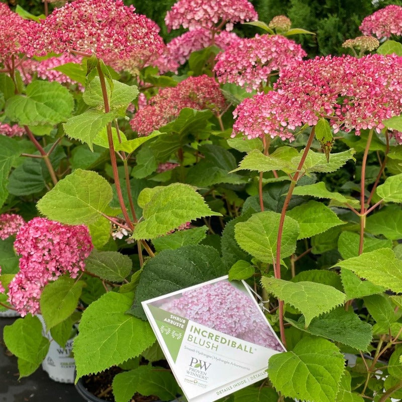 HYDRANGEA INCREDIBALL BLUSH