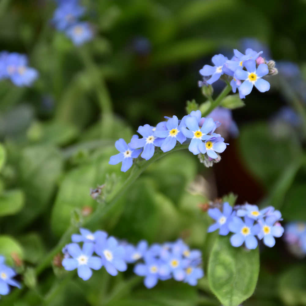 MYOSOTIS BLUESYLVA