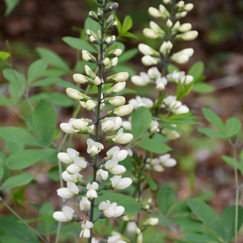 BAPTISIA ALBA