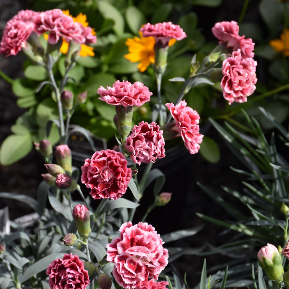 DIANTHUS SUGAR PLUM