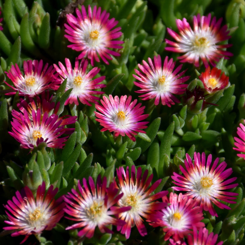 DELOSPERMA RUBY