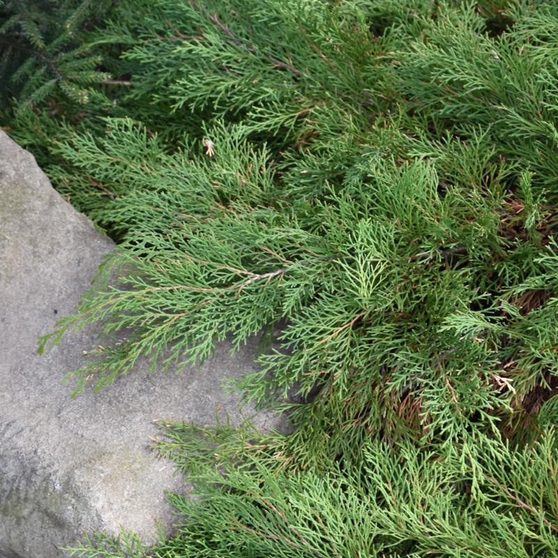 SIBERIAN CYPRESS 'CELTIC PRIDE'