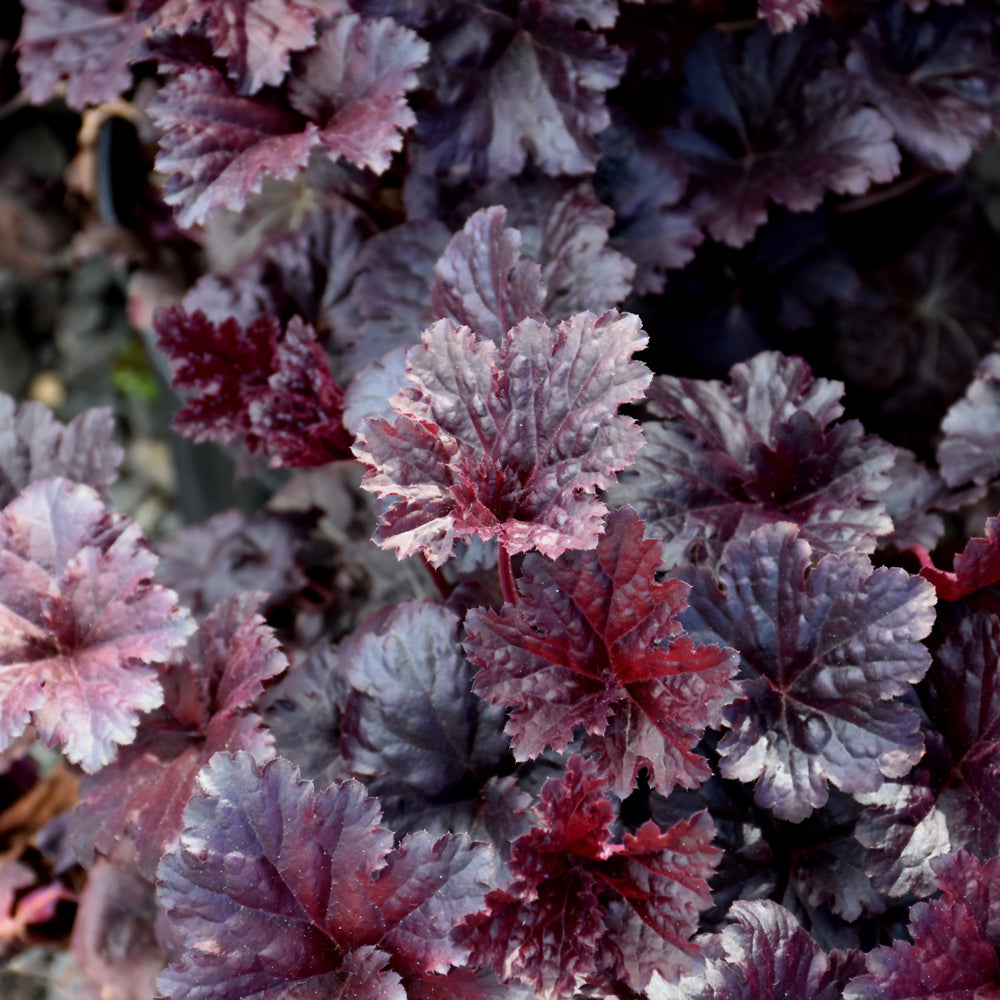 HEUCHERA BLACK SEA