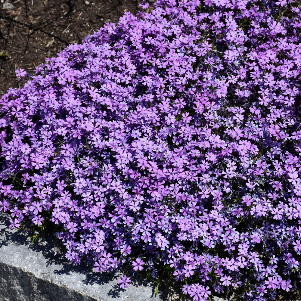PHLOX PURPLE BEAUTY