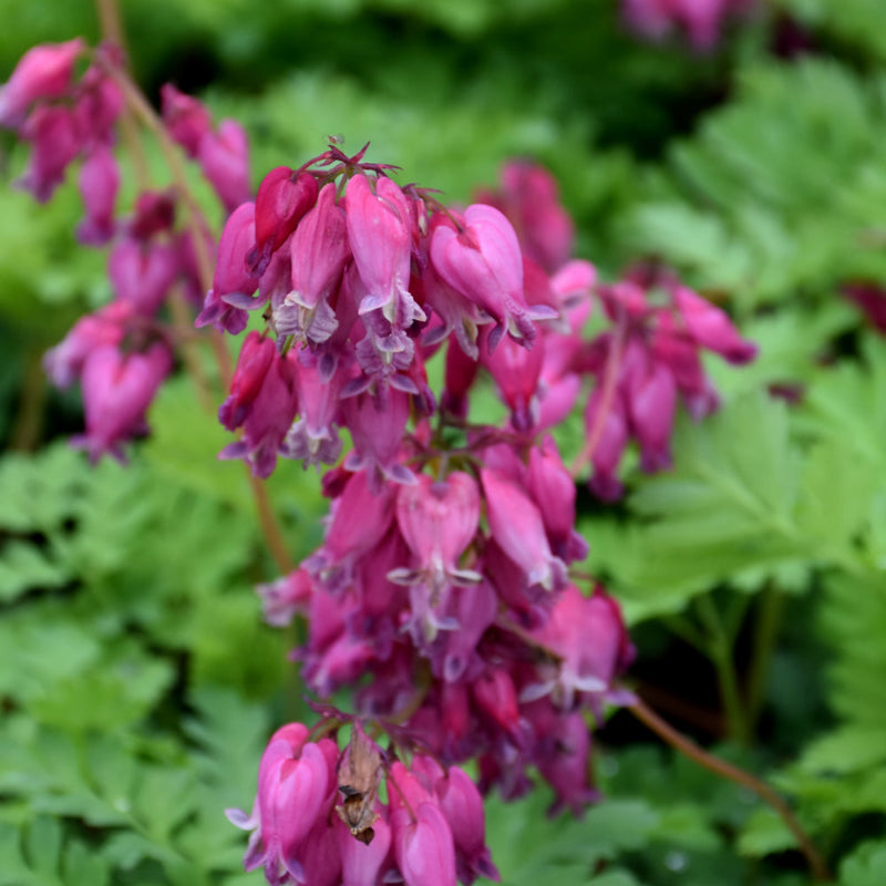 DICENTRA LUXURIANT