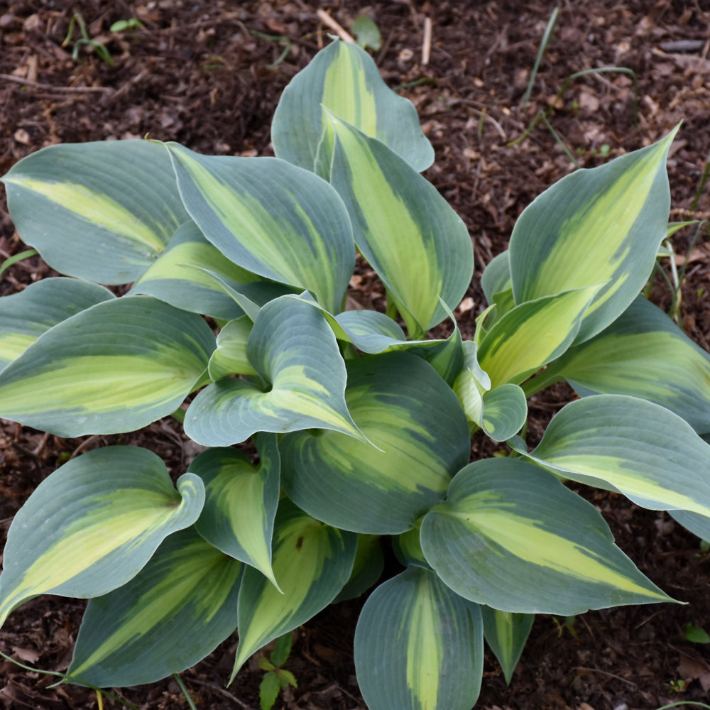 HOSTA TOUCH OF CLASS