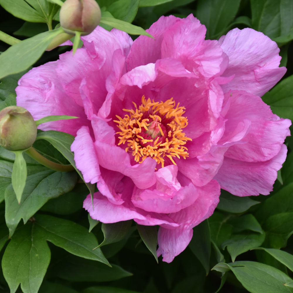 PAEONIA FIRST ARRIVAL