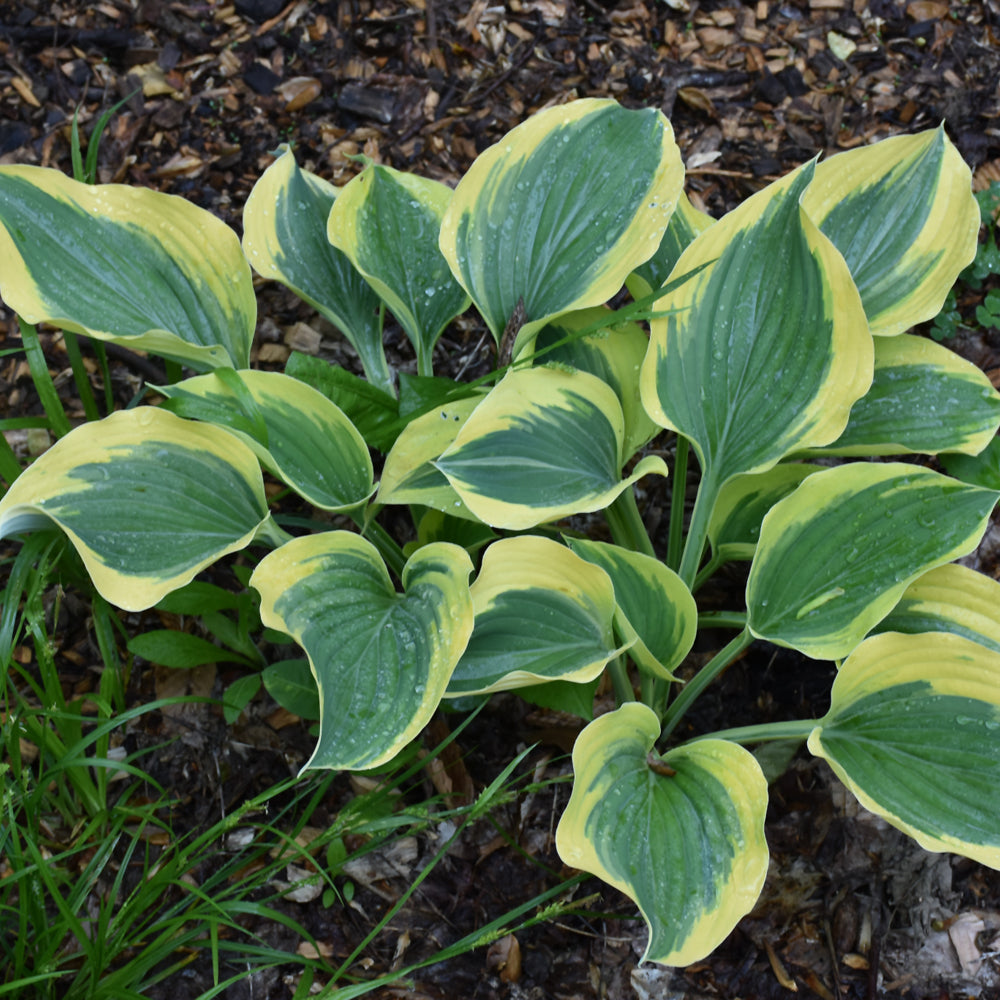 HOSTA LIBERTY