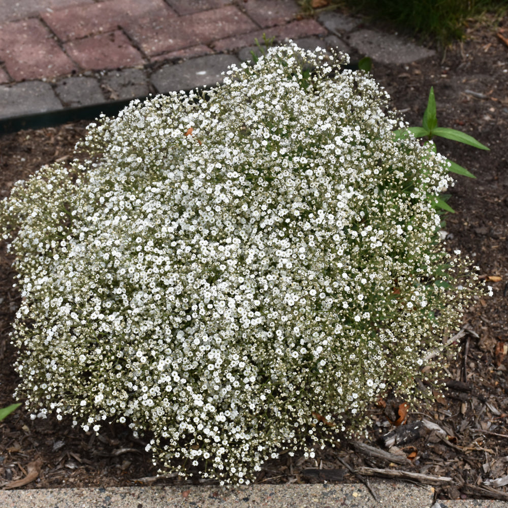GYPSOPHILA SUMMER SPARKLES