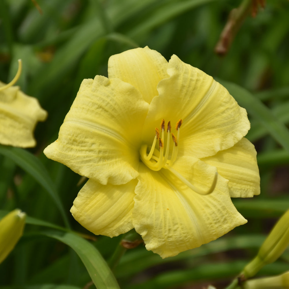 HEMEROCALLIS GOING BANANAS