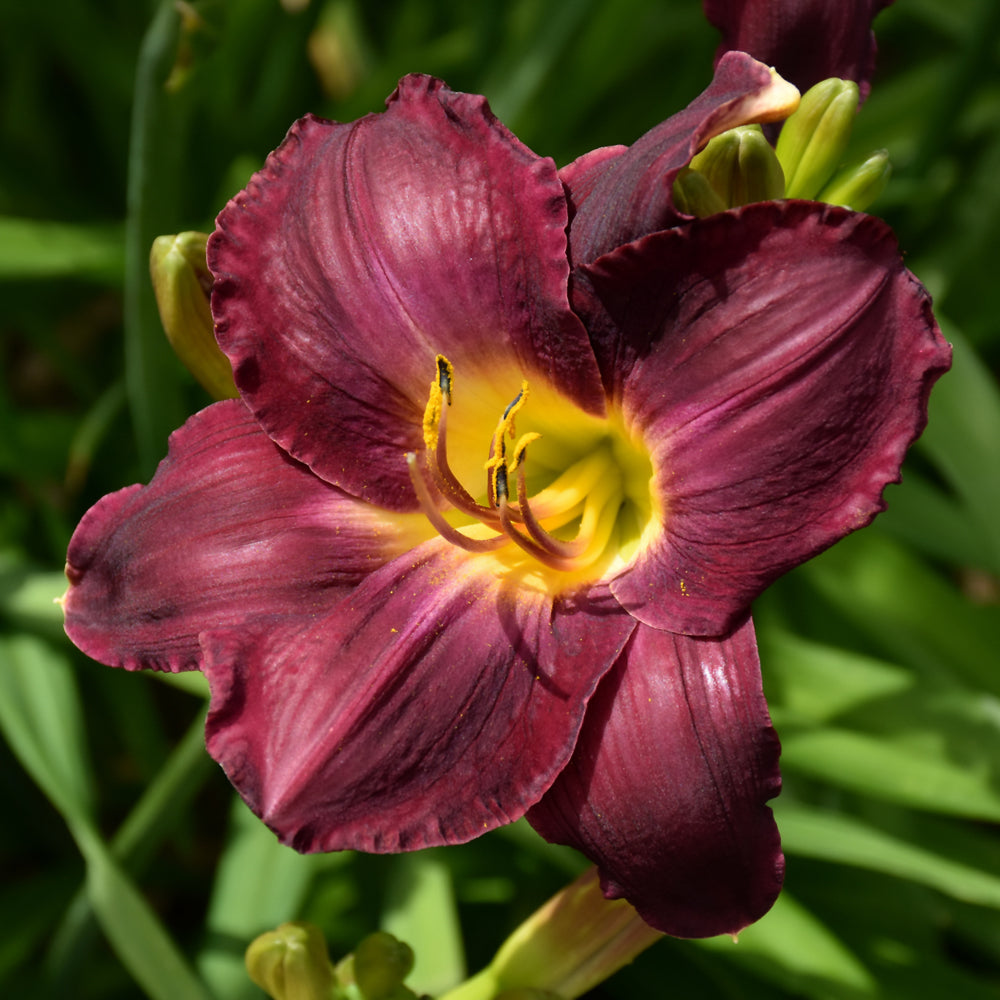 HEMEROCALLIS NOSFERATU
