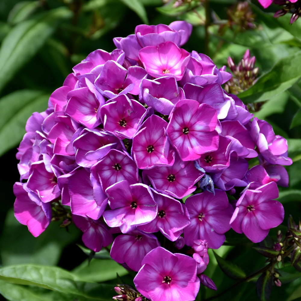 PHLOX GRAPE LOLLIP
