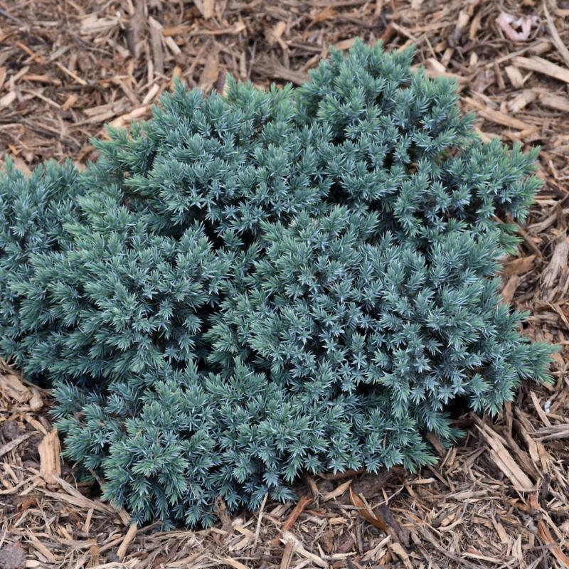 JUNIPER BLUE STAR