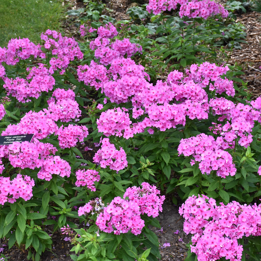 PHLOX PINK FLAME