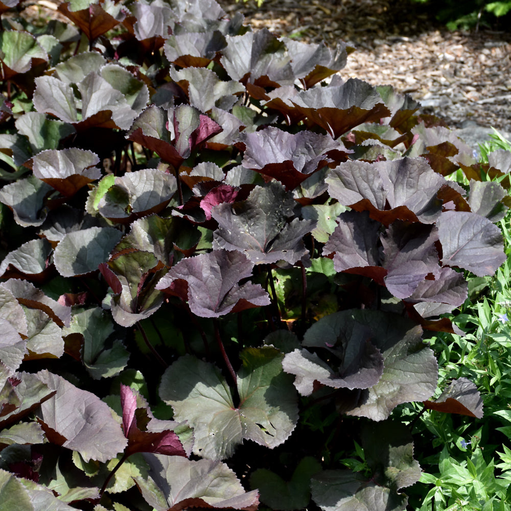 LIGULARIA BRITT-MARIE CRAWFORD