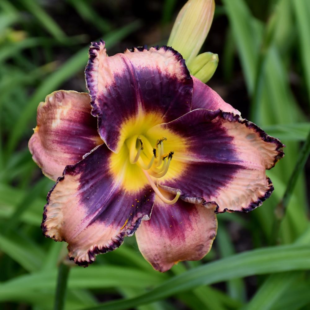 HEMEROCALLIS ROCK SOLID