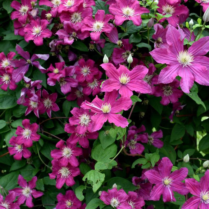 CLEMATIS BARBARA HARRINGTON