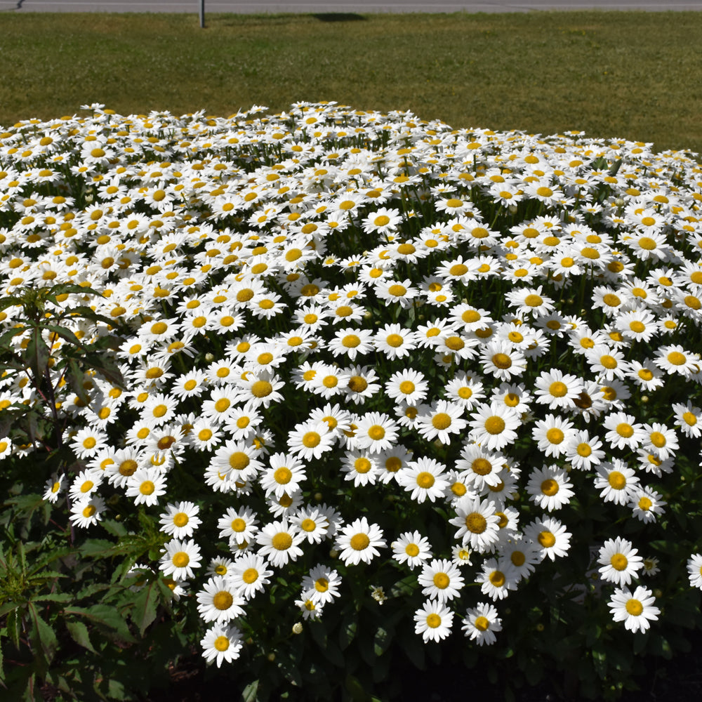 LEUCANTHEMUM BECKY