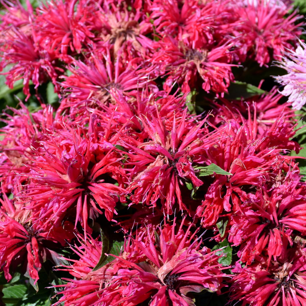 MONARDA CHERRY POPS