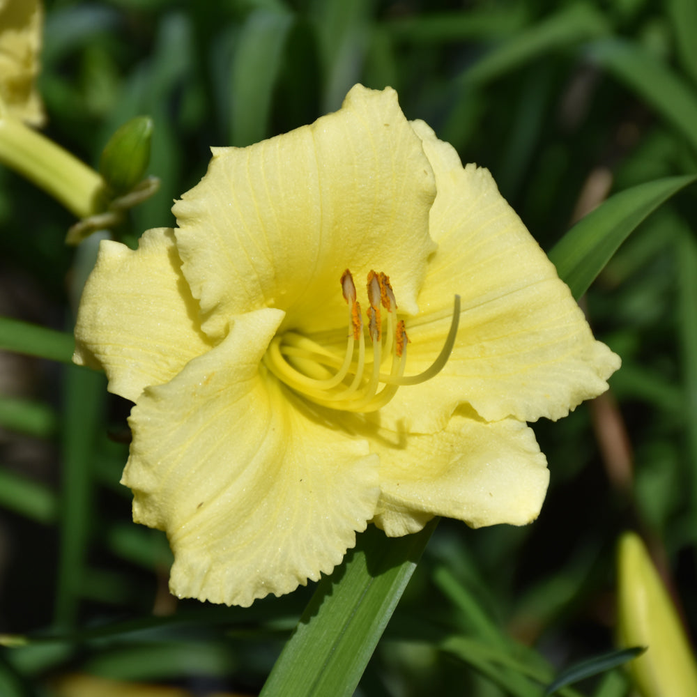 HEMEROCALLIS FRAGRANT RETURNS