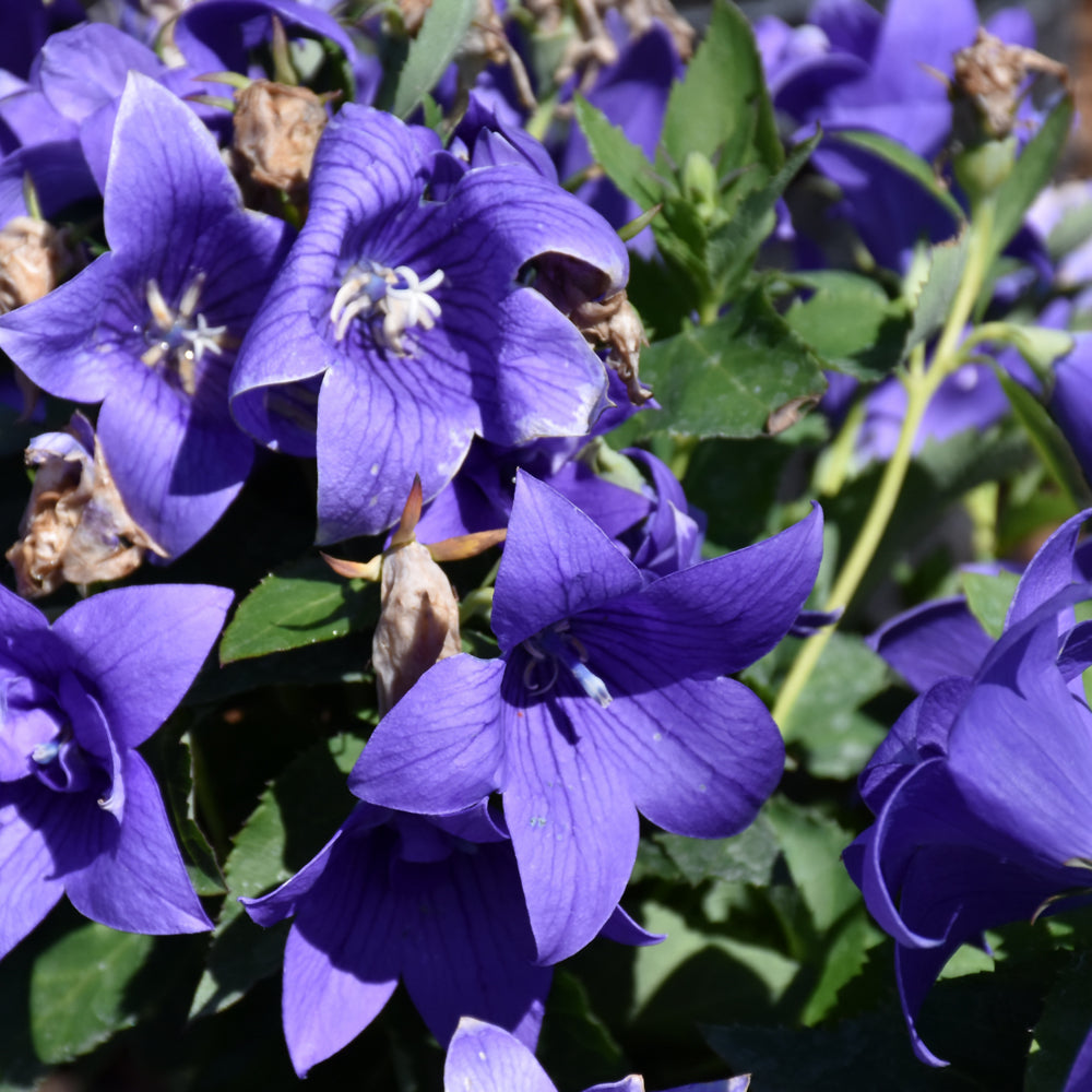 PLATYCODON ASTRA SEMI DOUBLE BLUE