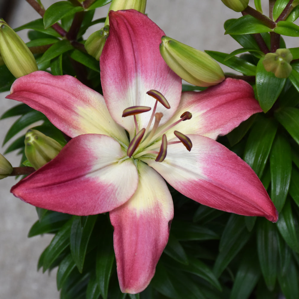 LILIUM TINY DIAMOND