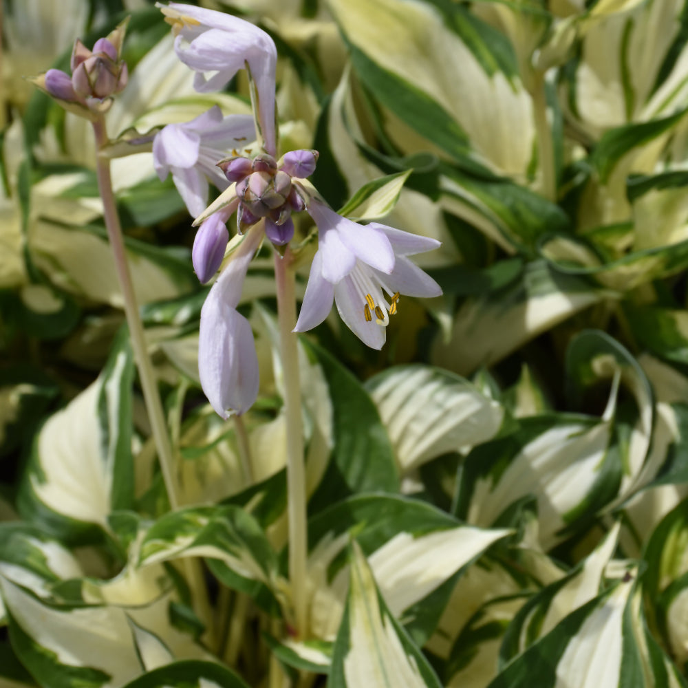 HOSTA LOYALIST