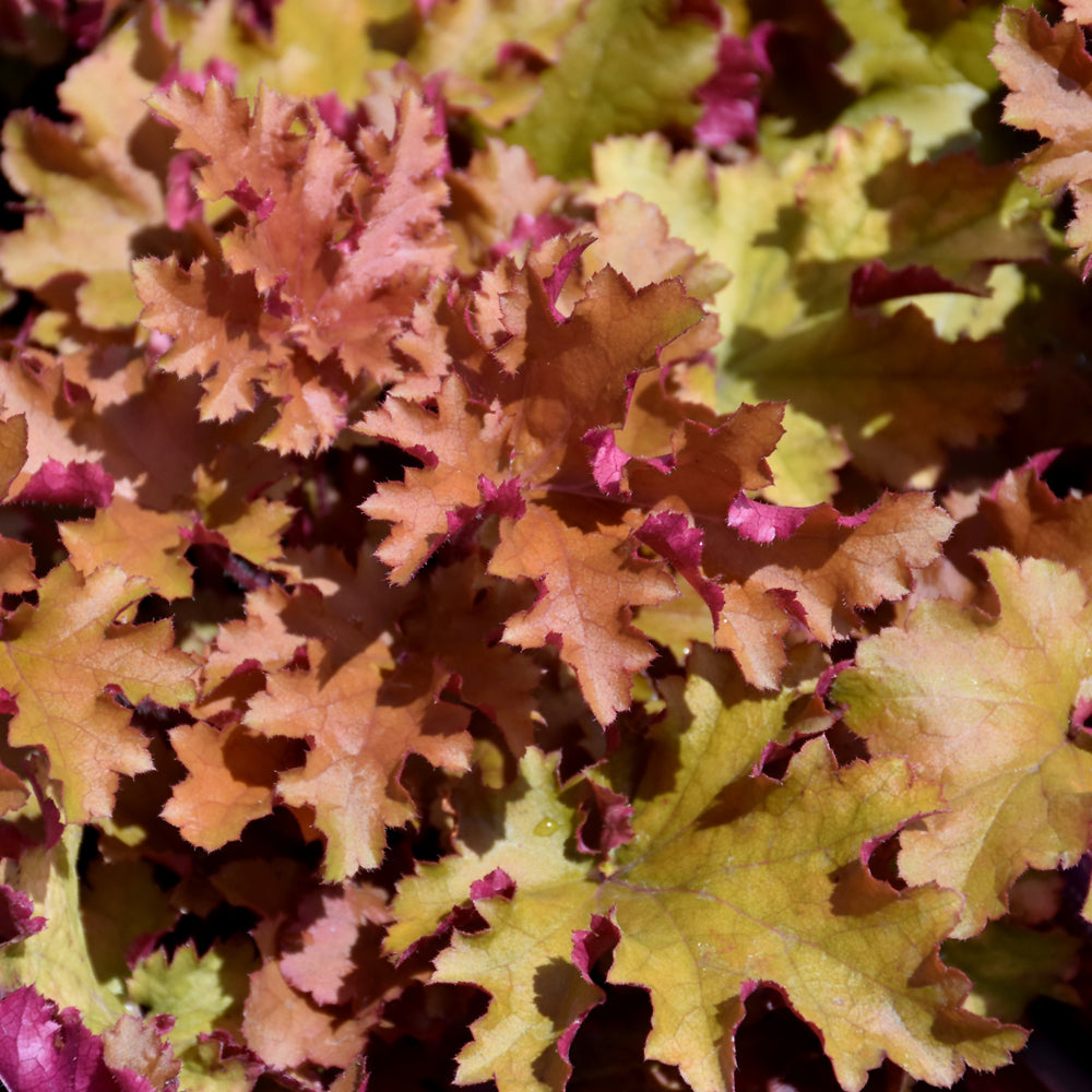 HEUCHERA ZIPPER