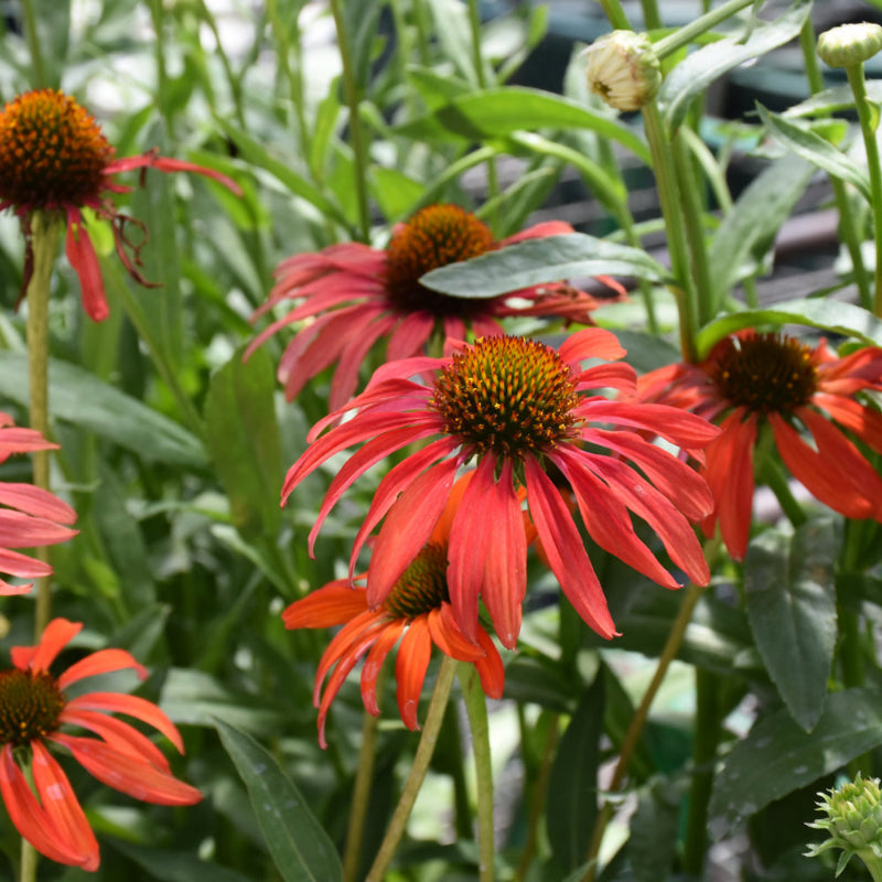 ECHINACEA TOMATO SOUP