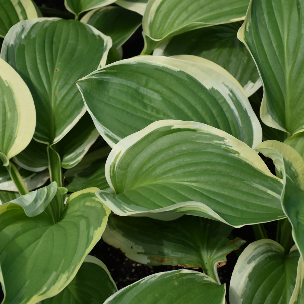 HOSTA ROYAL WEDDING