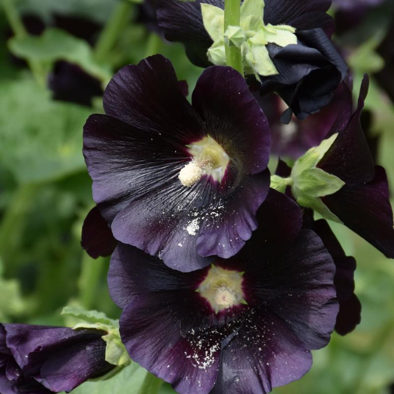 ALCEA SPOTLIGHT BLACKNIGHT