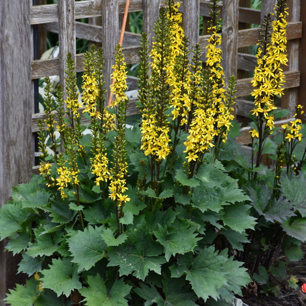 LIGULARIA LITTLE ROCKET