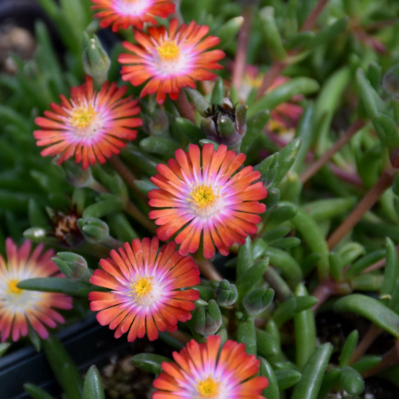 DELOSPERMA GRENADE