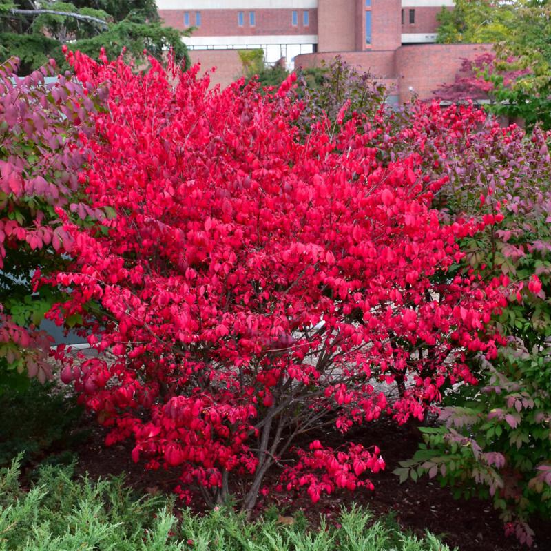 BURNING BUSH DWARF
