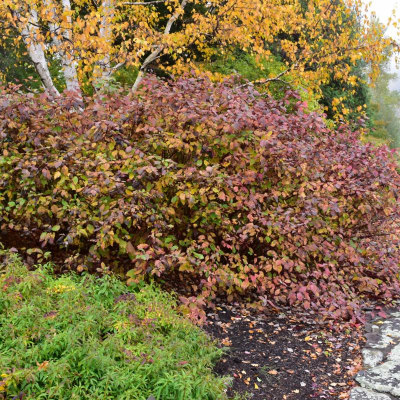 DOGWOOD BAILEY