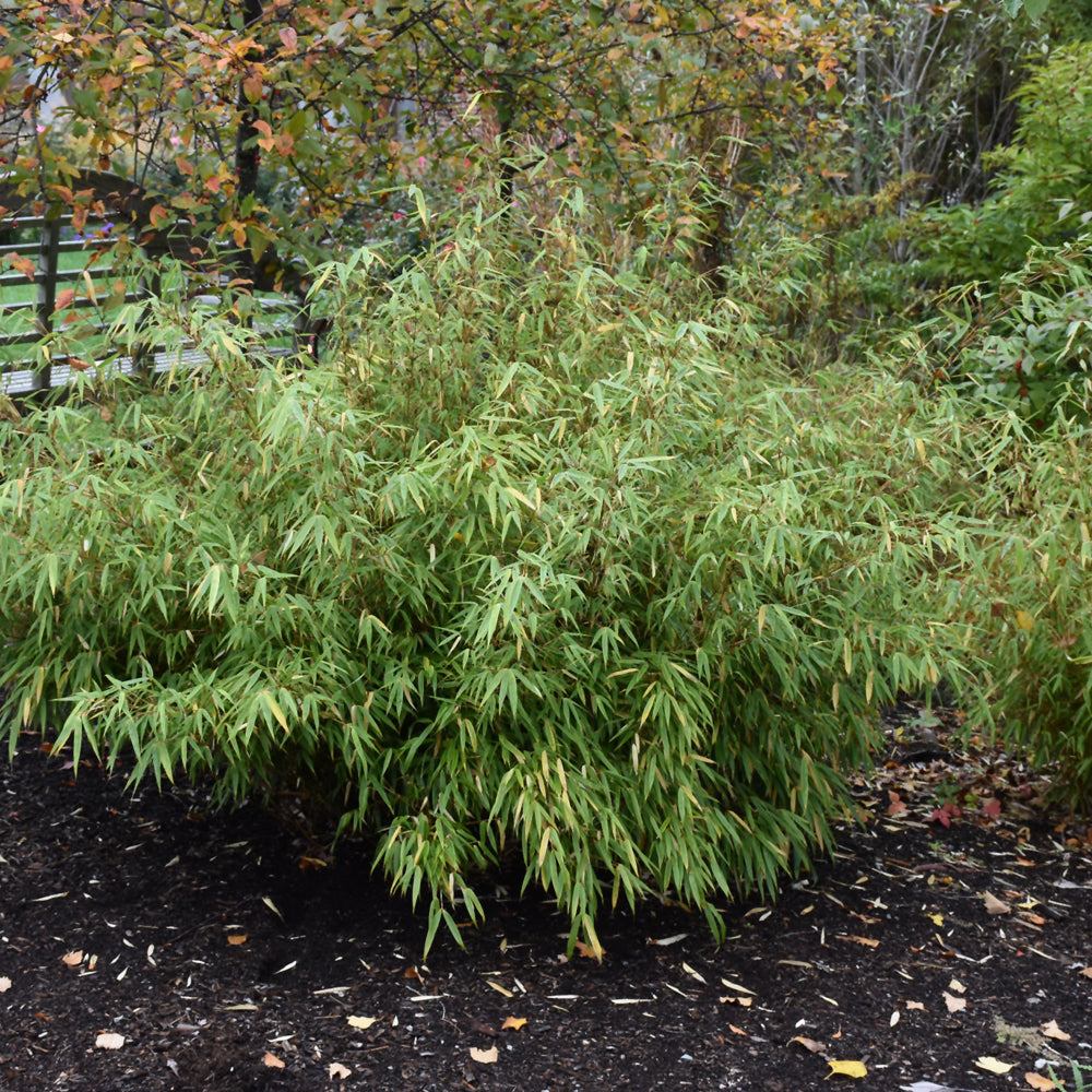 FARGESIA 'GREEN PANDA'