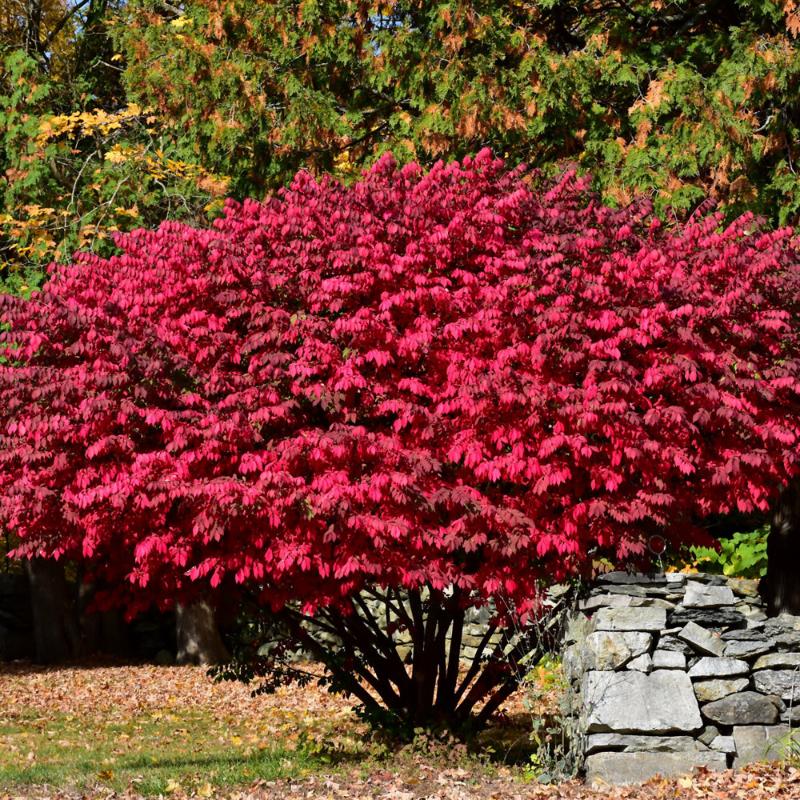BURNING BUSH