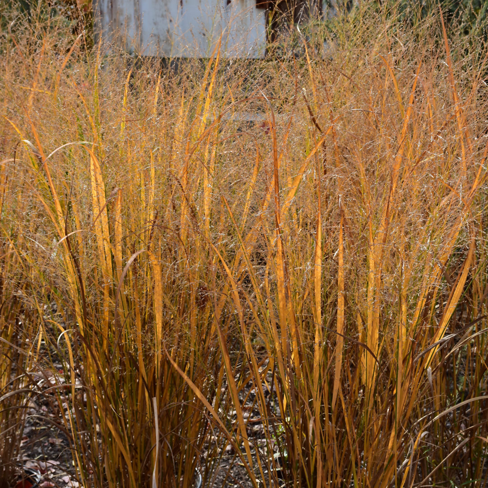 PANICUM NORTHWIND