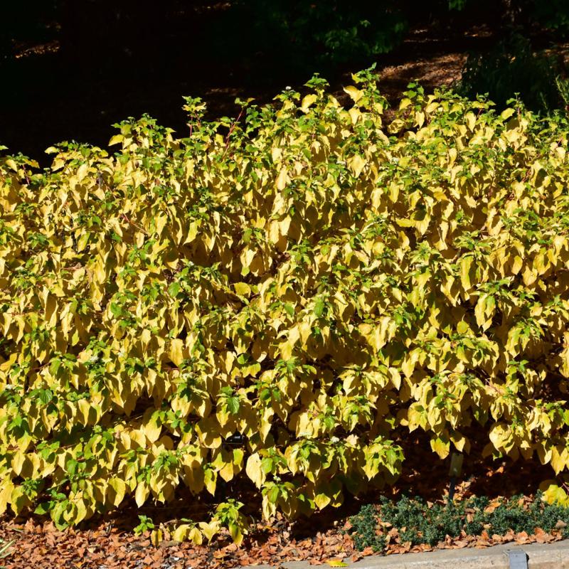 DOGWOOD ARCTIC SUN