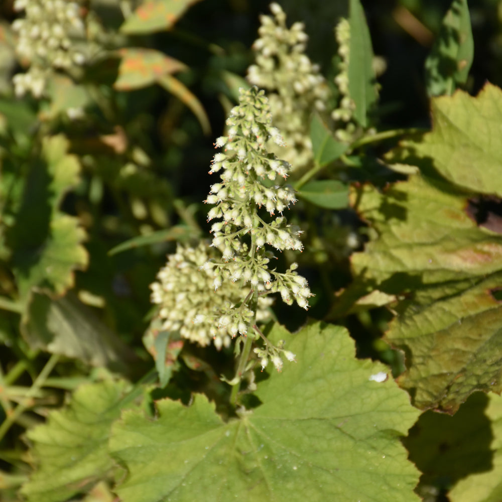 HEUCHERA AUTUMN BRIDE