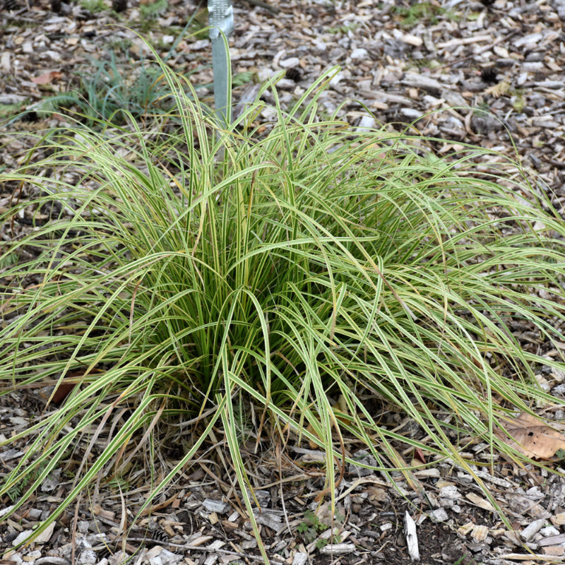 CAREX GOLD FOUNTAINS