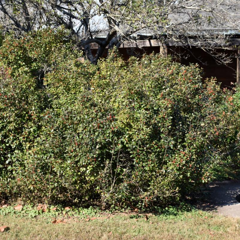 WINTERBERRY AFTERGLOW