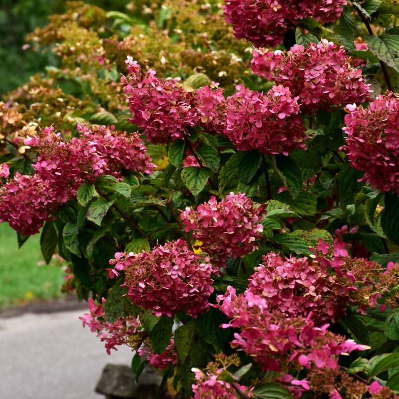 HYDRANGEA RED DIAMOND