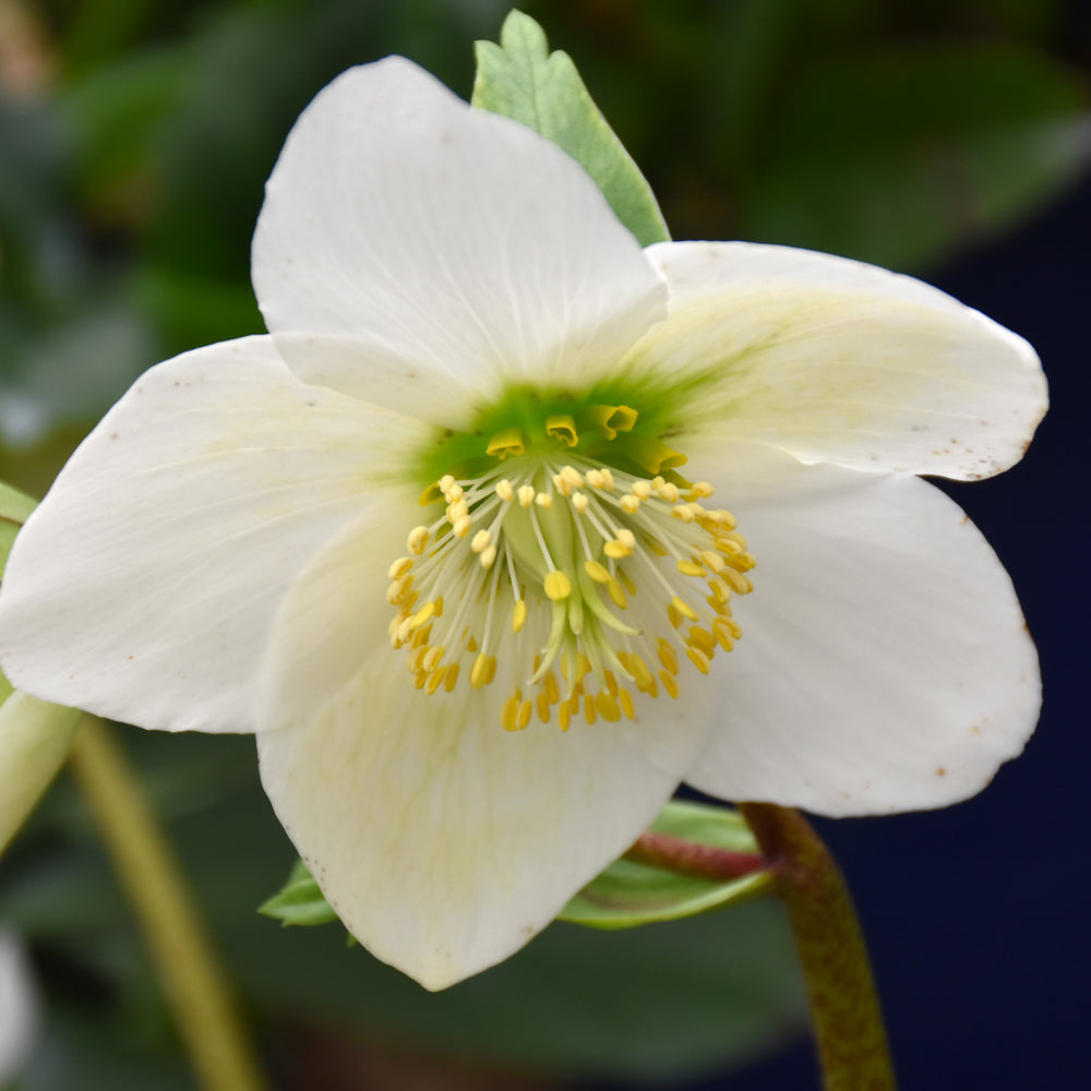 HELLEBORUS NIGER